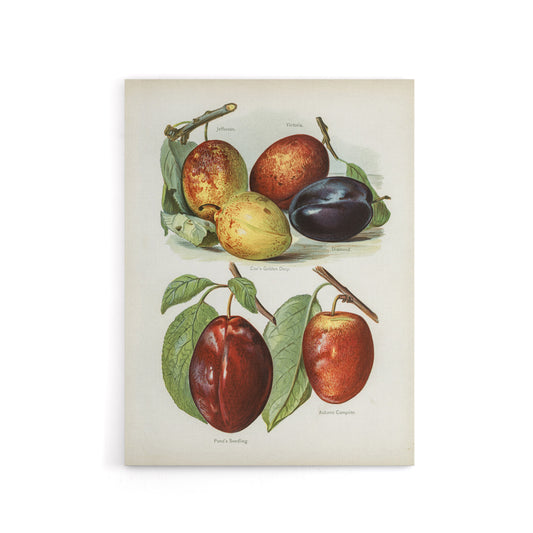 Plum Varieties Vintage illustration Wright Canvas Wall Art Print