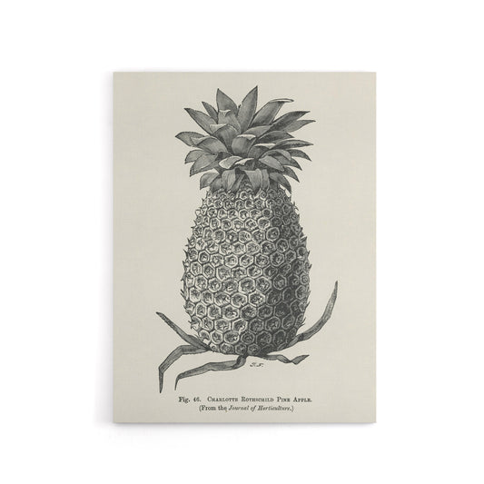 Vintage Black White Pineapple Illustration Wright Canvas Wall Art Print