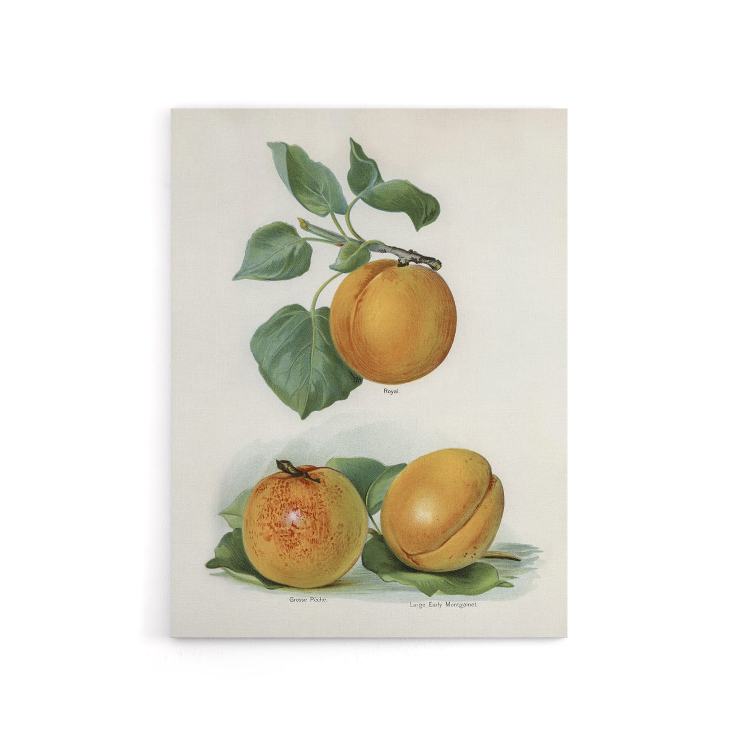 Vintage Fruit Illustration of Apricots Wright Canvas Wall Art Print