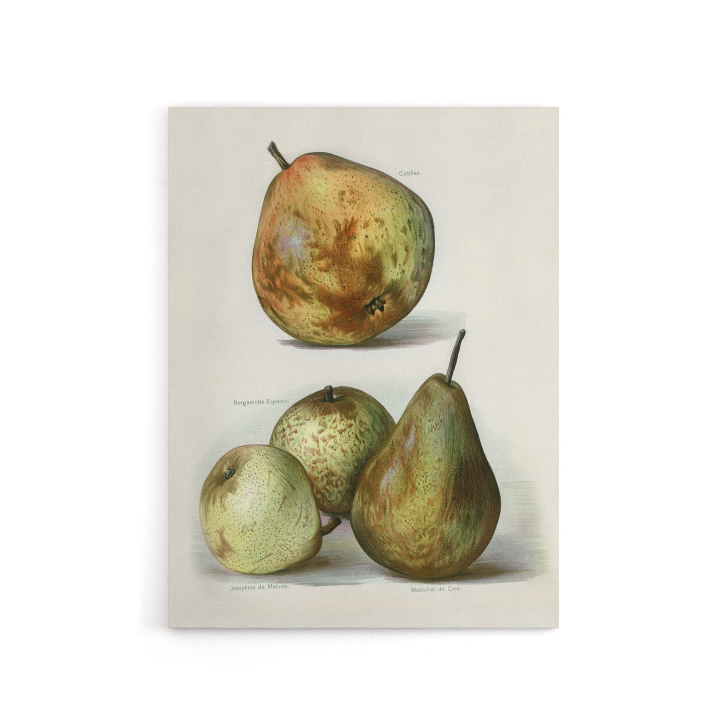 Pear Varieties Vintage Fruit Illustration Wright Canvas Wall Art Print