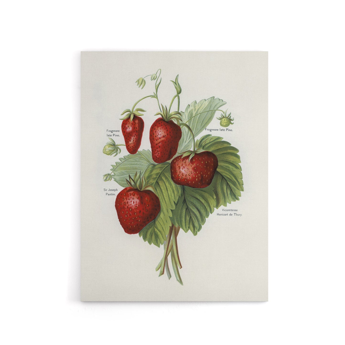 Vintage Fruit Illustration of Strawberries Wright Canvas Wall Art Print