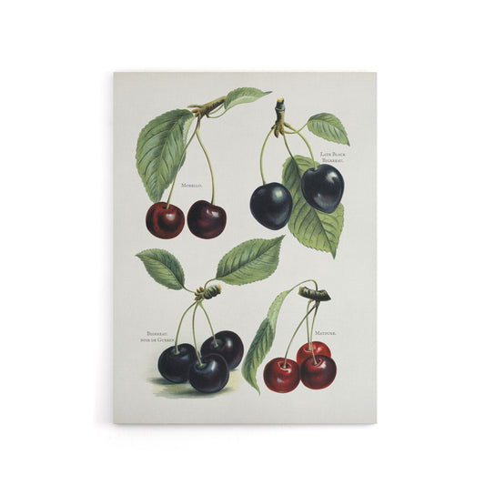 Vintage Illustration of Cherry Varieties Wright Canvas Wall Art Print