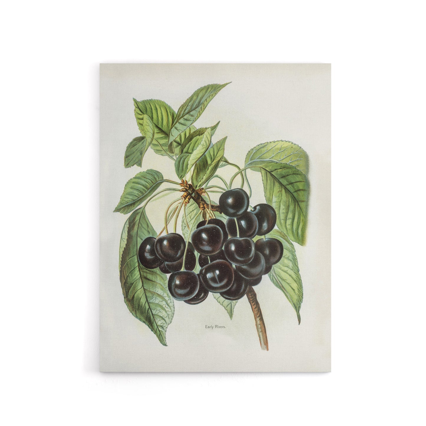 Vintage Artwork of Early Rivers Cherries Wright Canvas Wall Art Print