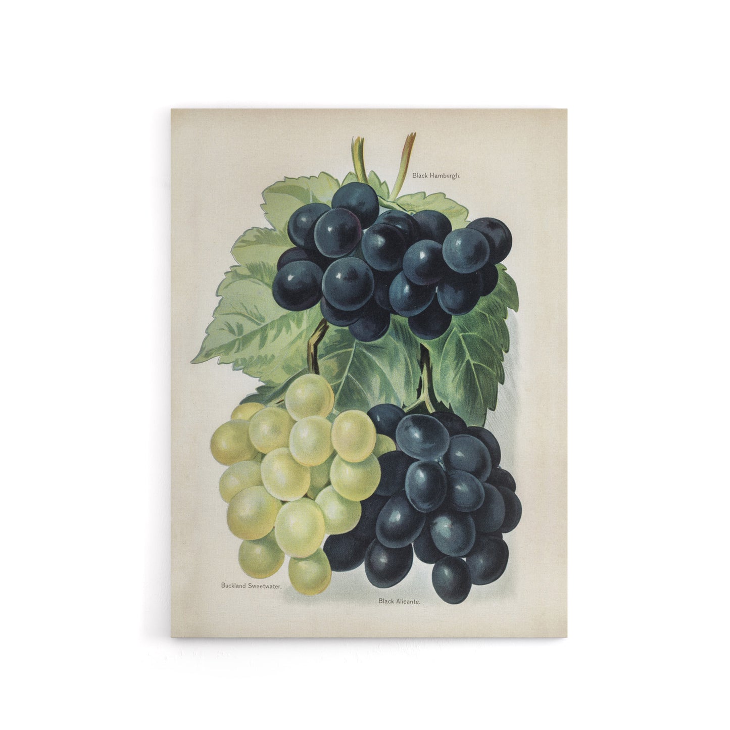 Vintage Illustration of Grape Varieties Wright Canvas Wall Art Print