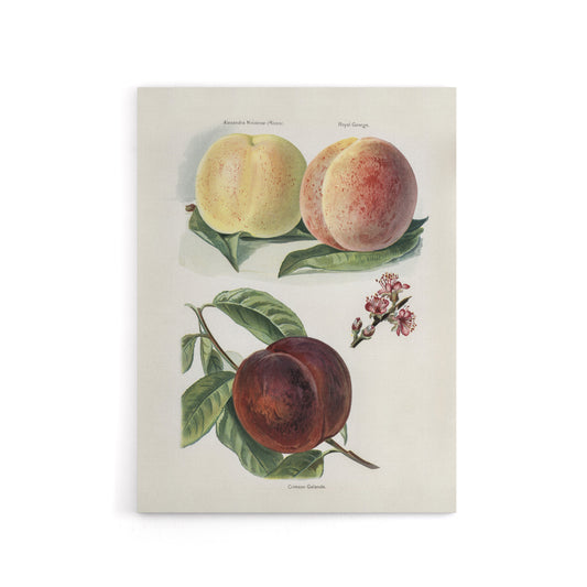 Vintage Illustration of Peach Varieties Wright Canvas Wall Art Print
