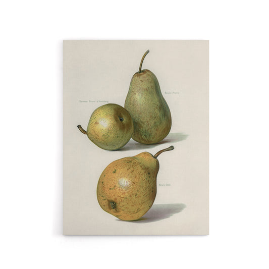 Vintage Illustration of Pear Varieties Wright Canvas Wall Art Print