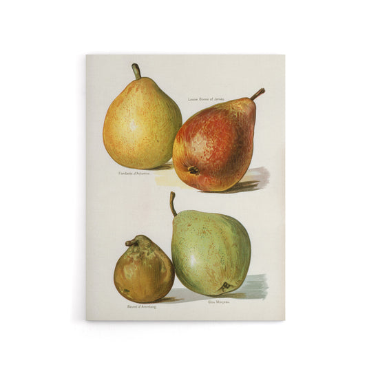 Four Pear Varieties Vintage Illustration Wright Canvas Wall Art Print