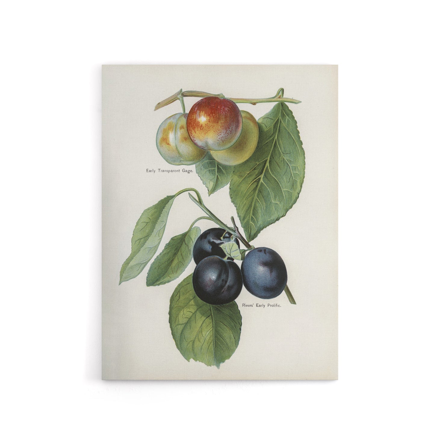 Vintage Illustration of Two Plum Varieties Wright Canvas Wall Art Print