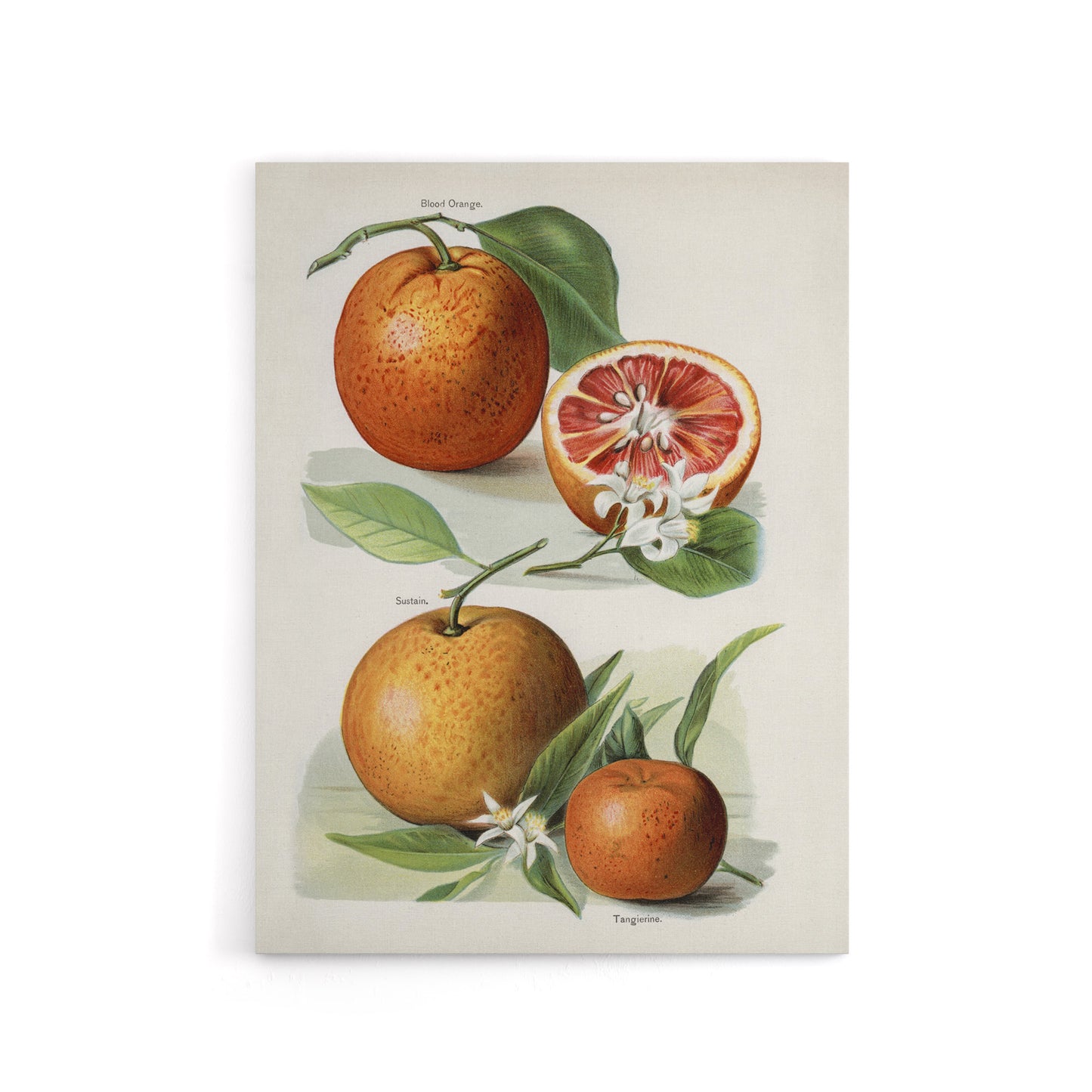 Vintage Artwork of Orange Citrus Fruits Wright Canvas Wall Art Print
