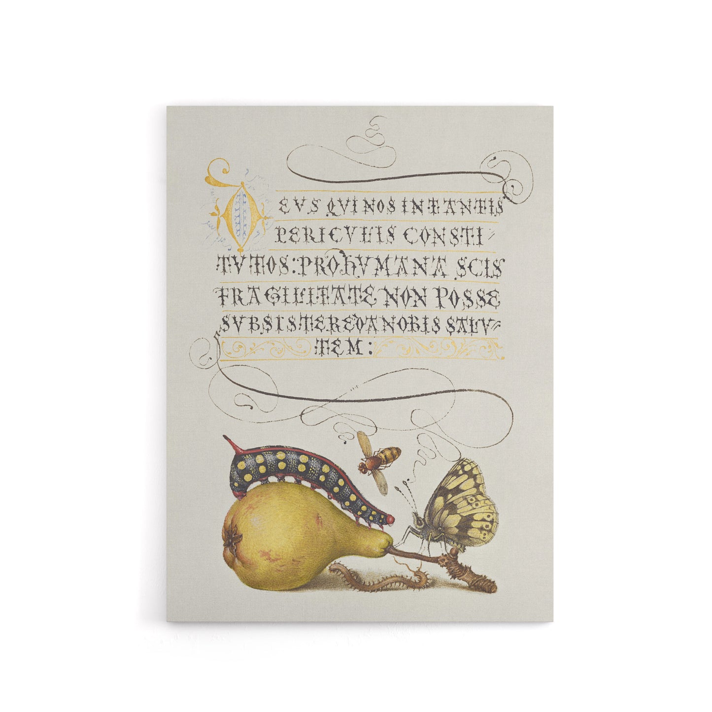 Caterpillar Pear and Butterfly Calligraphy Canvas Wall Art Print
