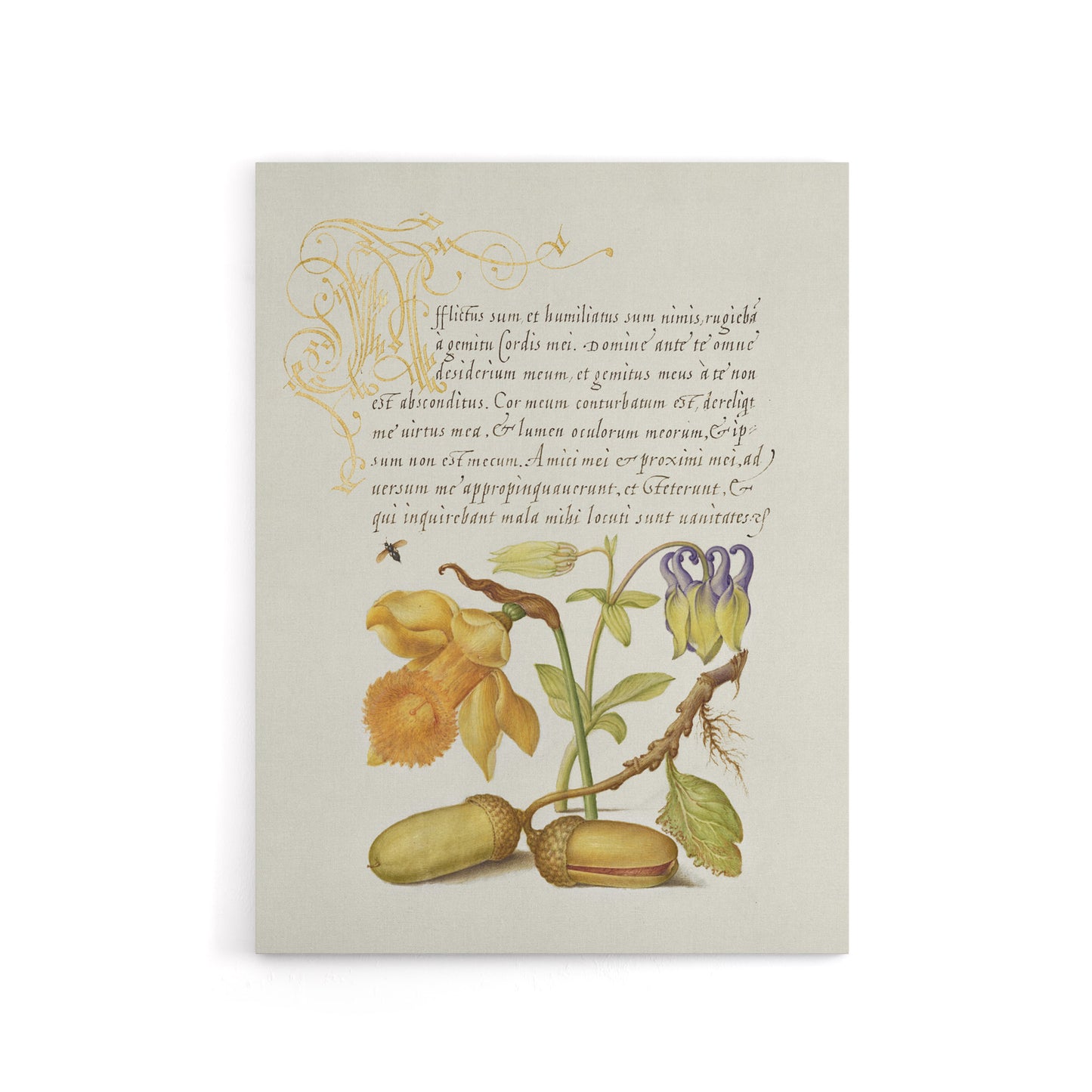 Daffodil Flower and Oak Acorns Calligraphy Canvas Wall Art Print