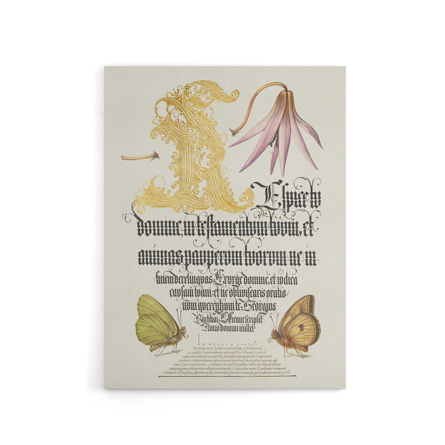 Dog Tooth Violet and Butterflies Calligraphy Canvas Wall Art Print
