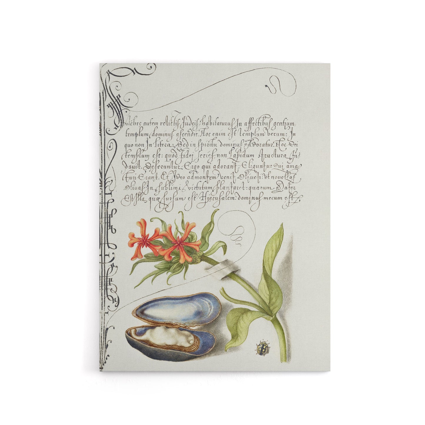Flower Mussel and Ladybird Calligraphy Canvas Wall Art Print