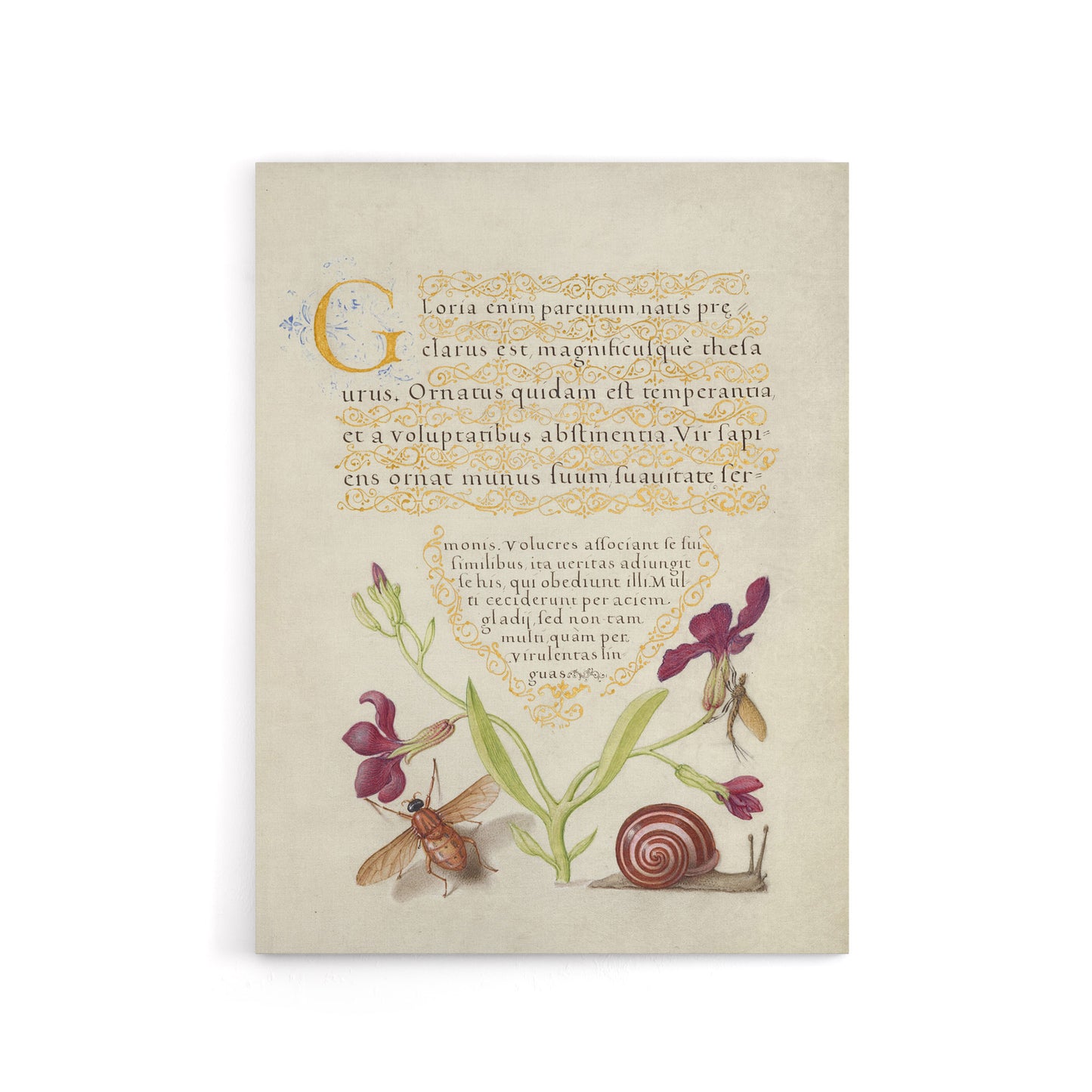 Gillyflower Fly Mayfly and Snail Calligraphy Canvas Wall Art Print