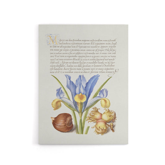 Iris Flower and Hazelnut Calligraphy Canvas Wall Art Print
