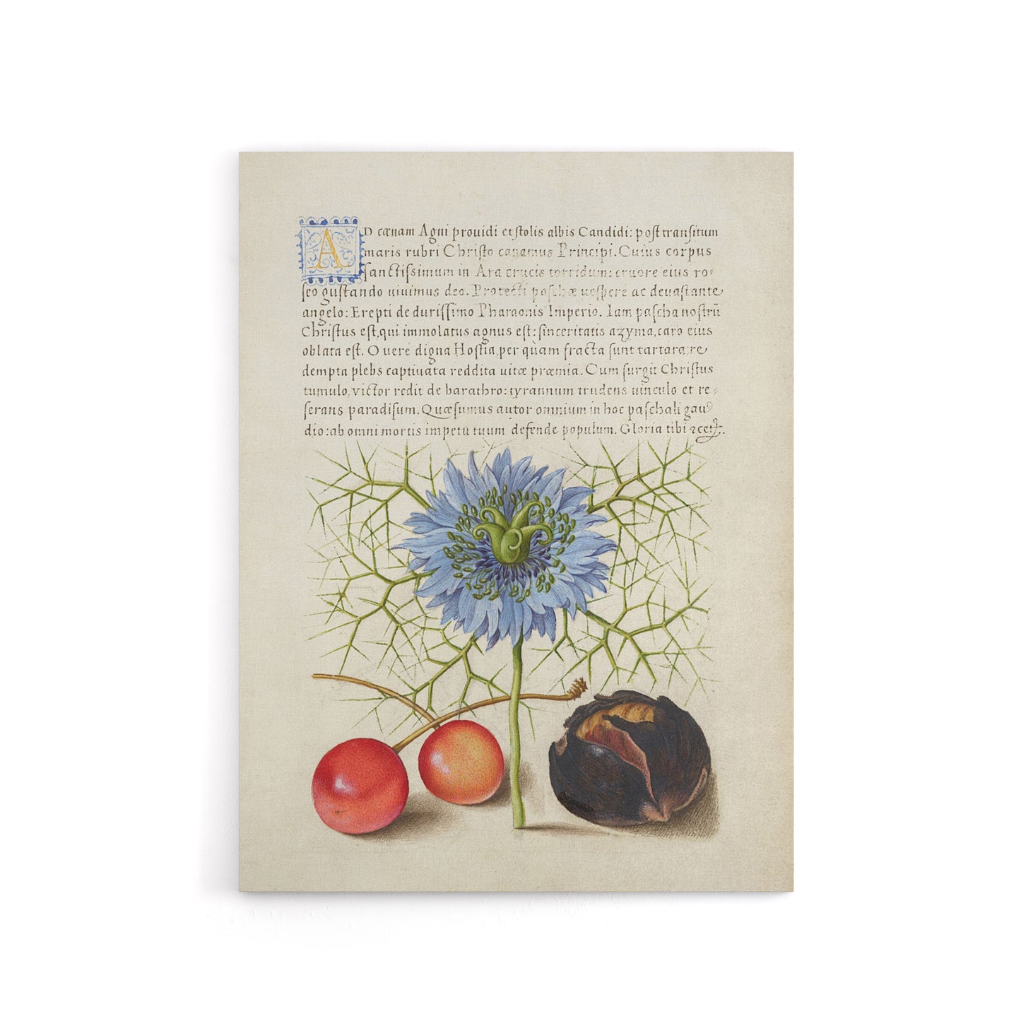 Love in a Mist and Cherries Calligraphy Canvas Wall Art Print