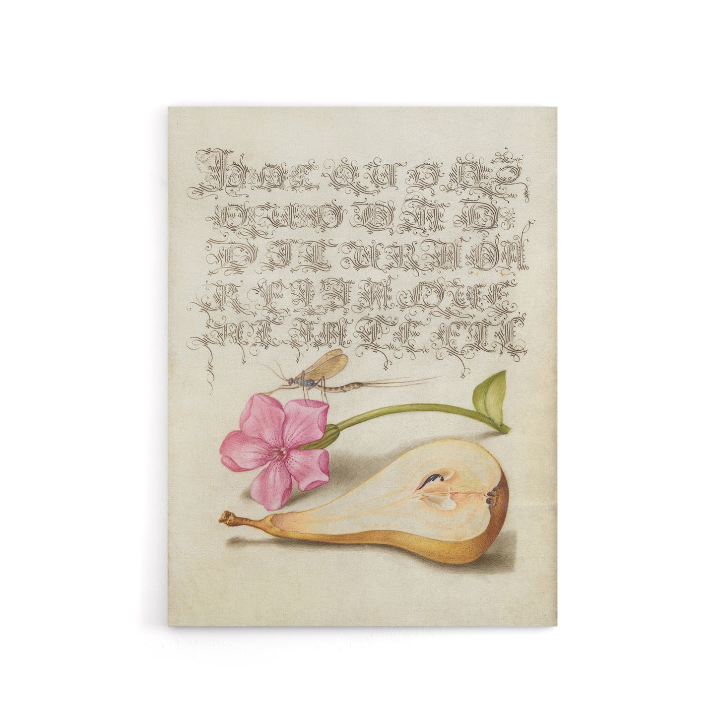 Mayfly Red Campion and Pear Calligraphy Canvas Wall Art Print