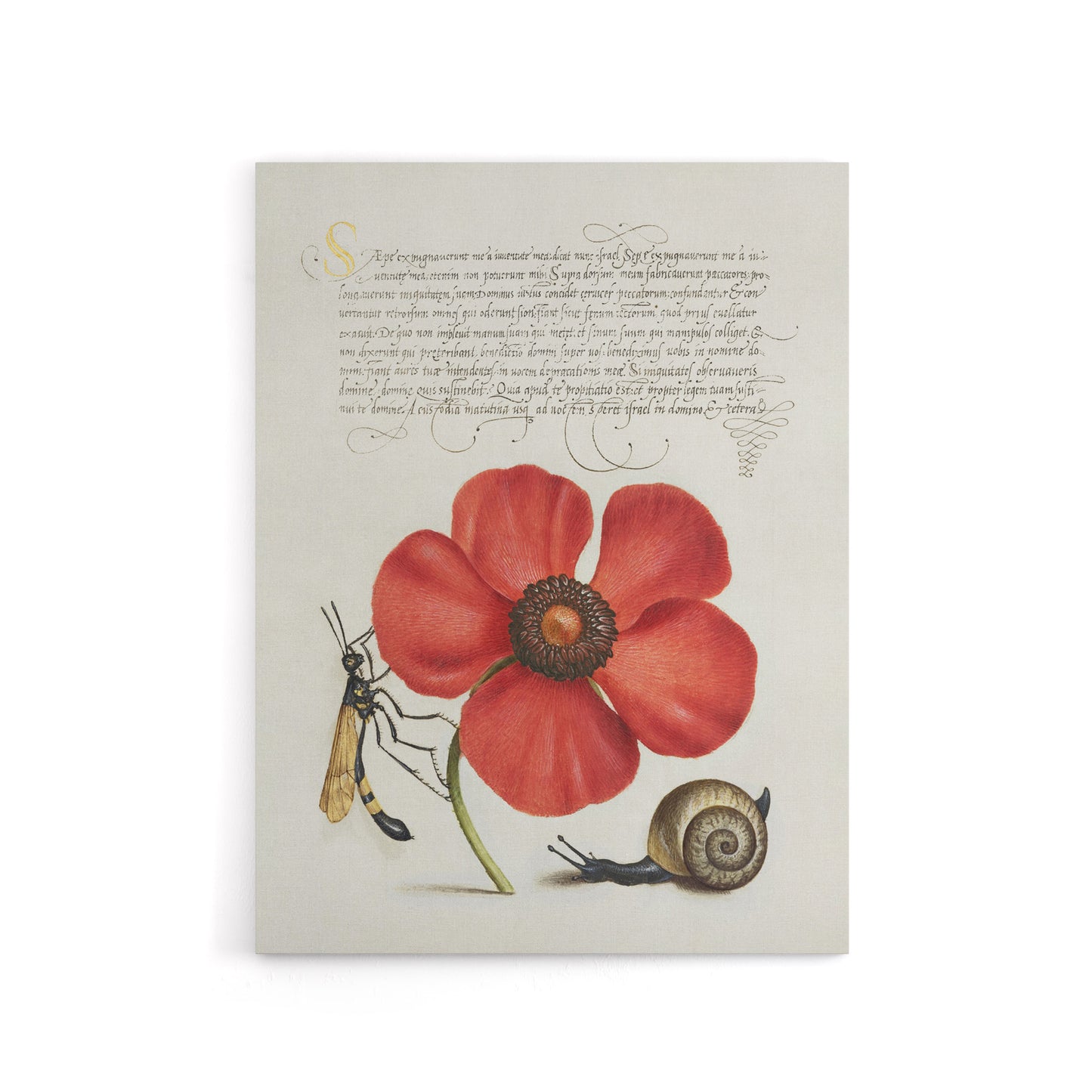 Poppy Snail and Crane Fly Calligraphy Canvas Wall Art Print