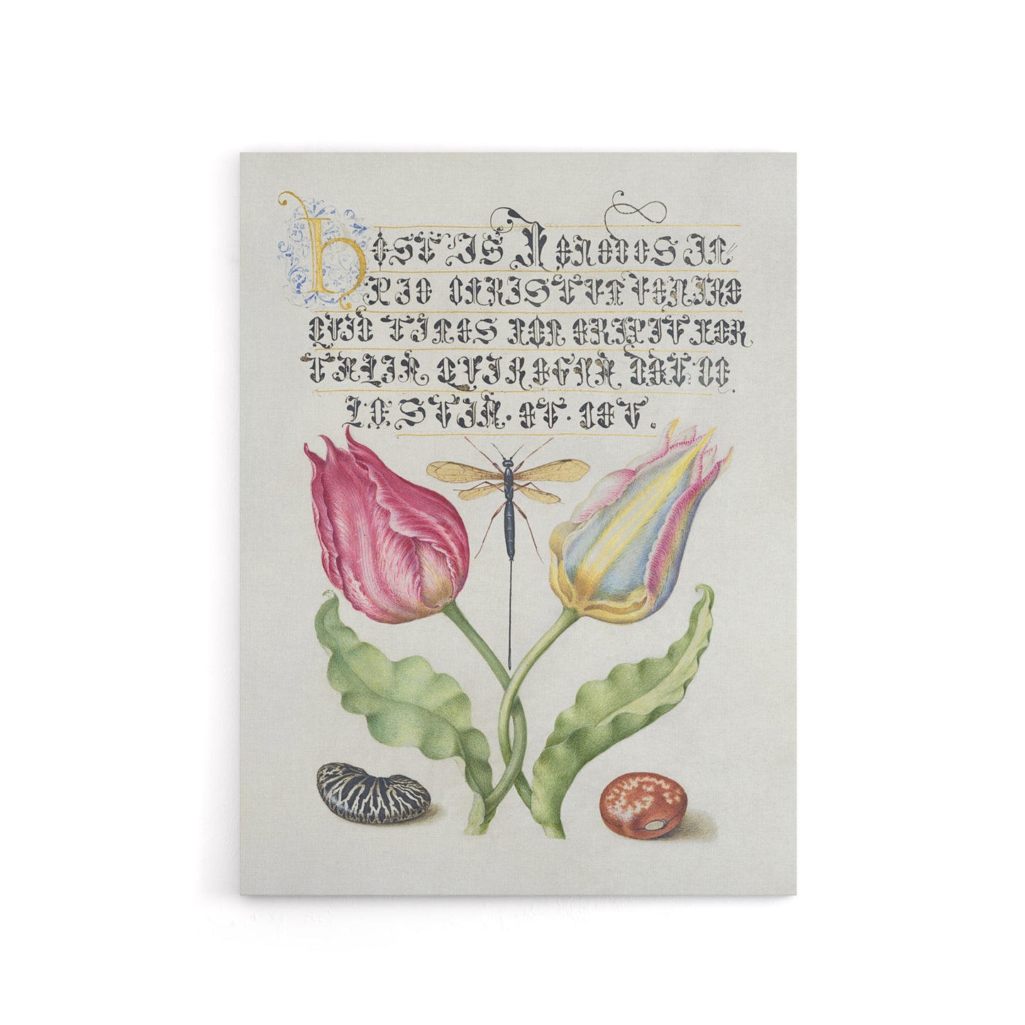 Tulip Ichneumon Wasp and Beans Calligraphy Canvas Wall Art Print