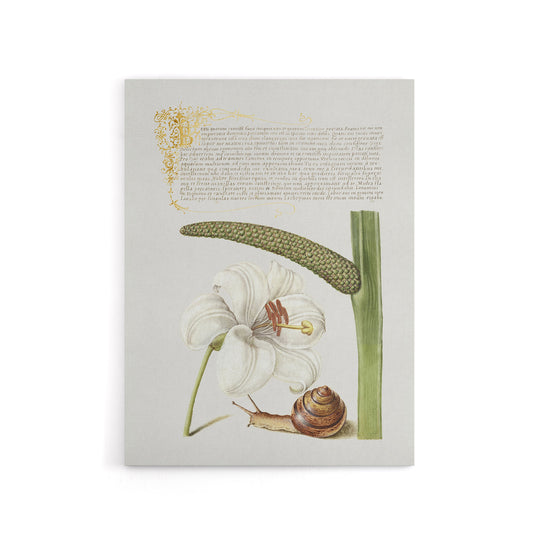 White Lily Snail and Sweet Flag Calligraphy Canvas Wall Art Print