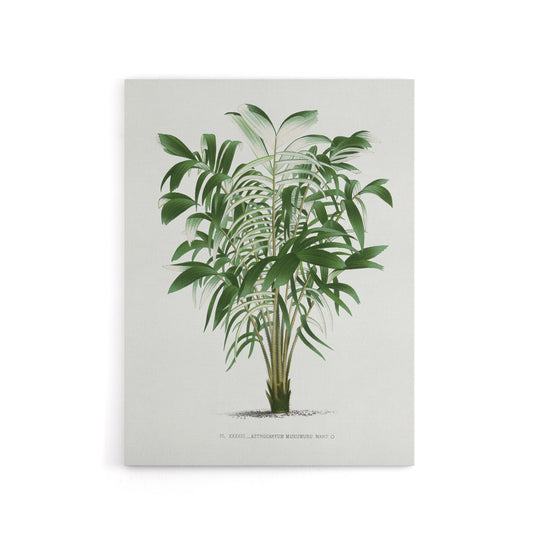 Astrocaryum Murumuru Palm Tree Kerchove Canvas Wall Art Print