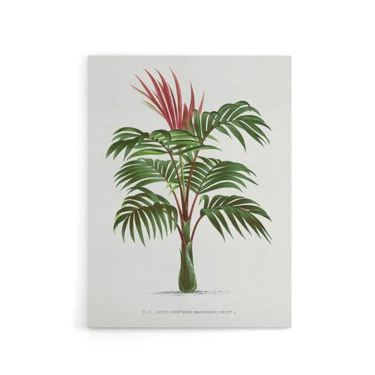 Kentiopsis Macrocarpa Palm Tree Kerchove Canvas Wall Art Print