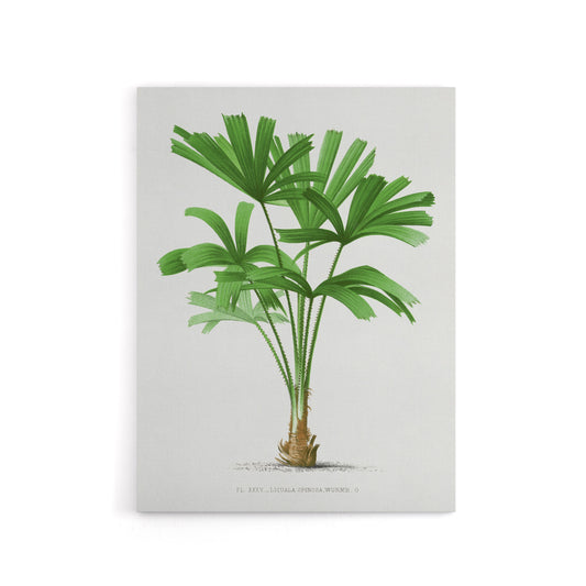 Licuala Spinosa Palm Tree Oswald de Kerchove Canvas Wall Art Print