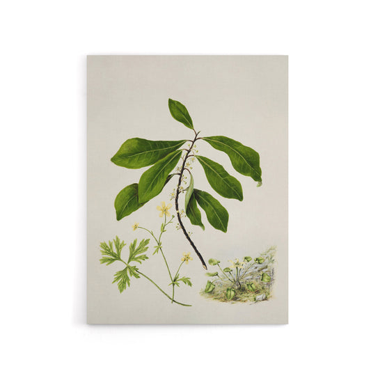 Caltha New Zealand Marsh Marigold Plant Featon Canvas Wall Art Print