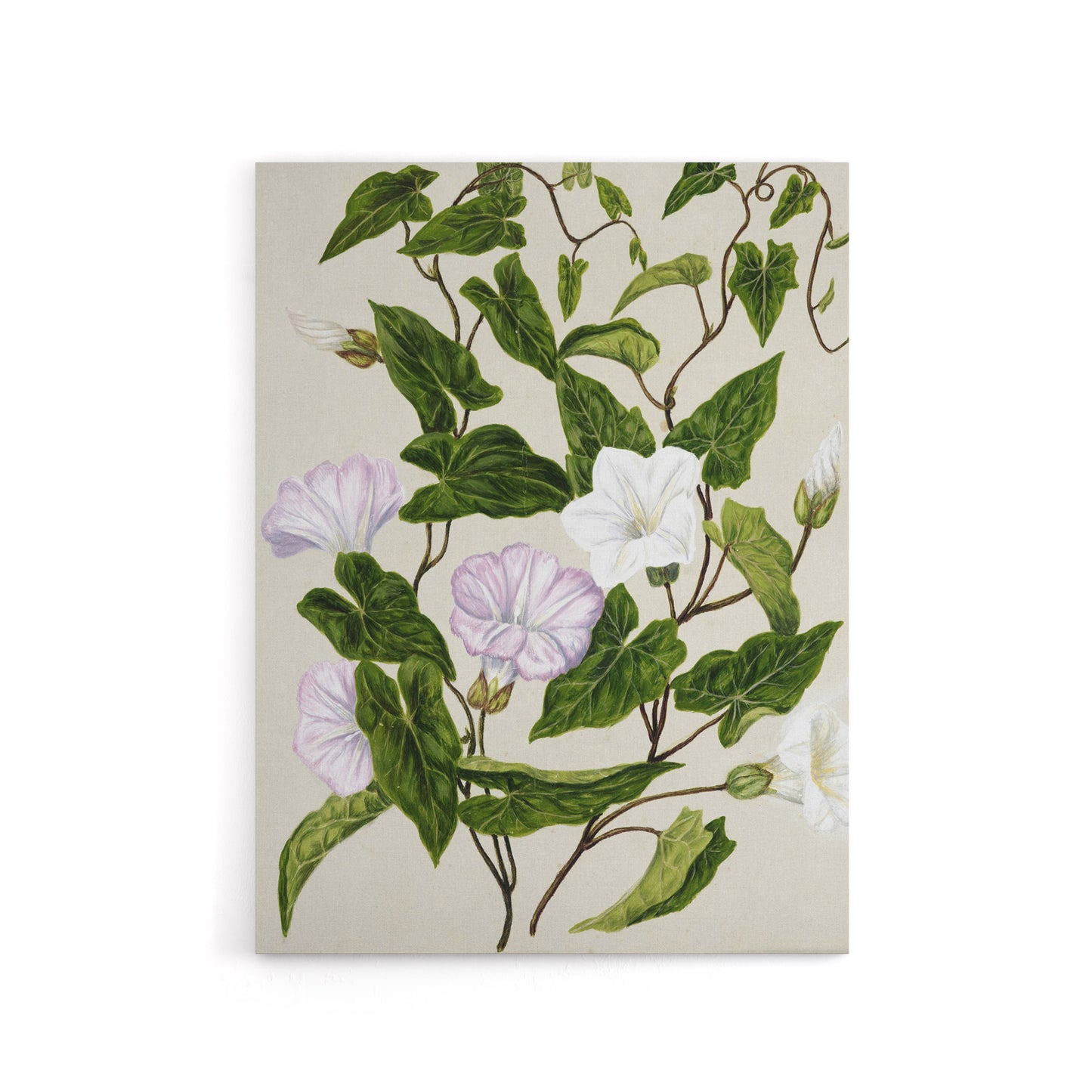 New Zealand Bindweed Wildflowers Featon Canvas Wall Art Print