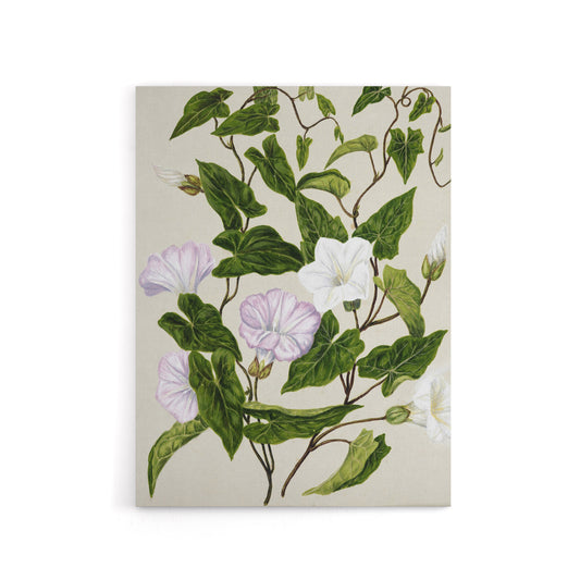 New Zealand Bindweed Wildflowers Featon Canvas Wall Art Print