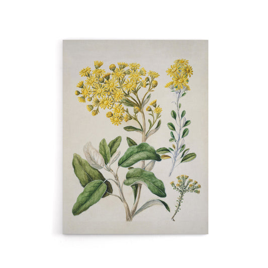 New Zealand Brachyglottis Daisy Flowers Featon Canvas Wall Art Print