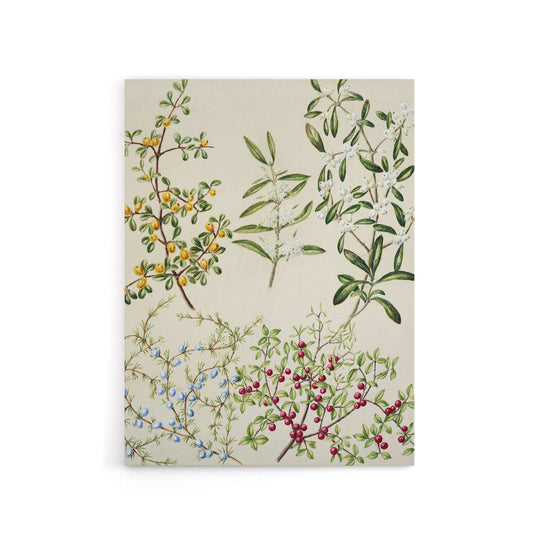 New Zealand Coprosma Acerosa Coastal Plant Featon Canvas Wall Art Print