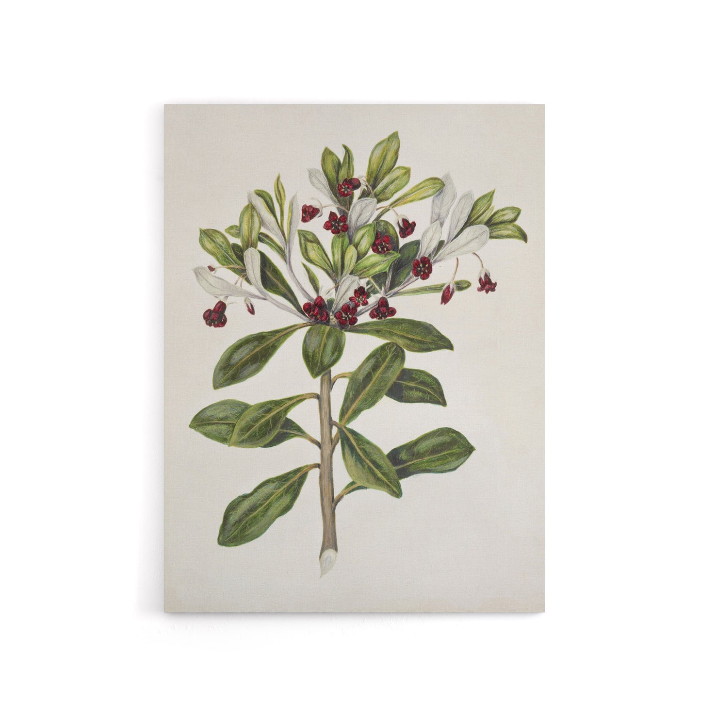 New Zealand Kohuhu and Karo Plant Featon Canvas Wall Art Print