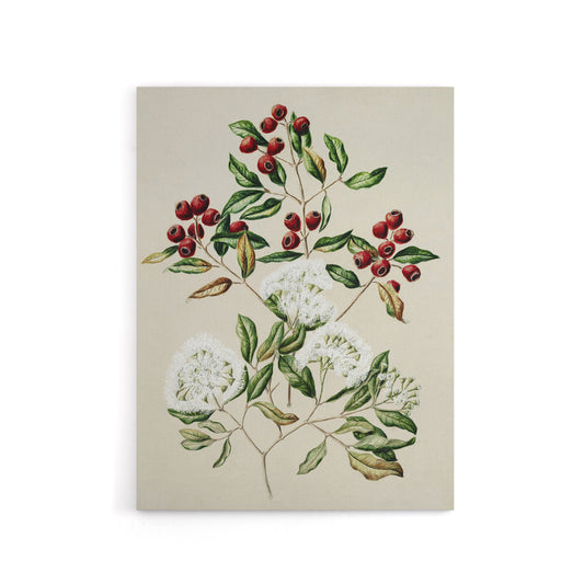 New Zealand Maire Tawake Tree Flowers Featon Canvas Wall Art Print