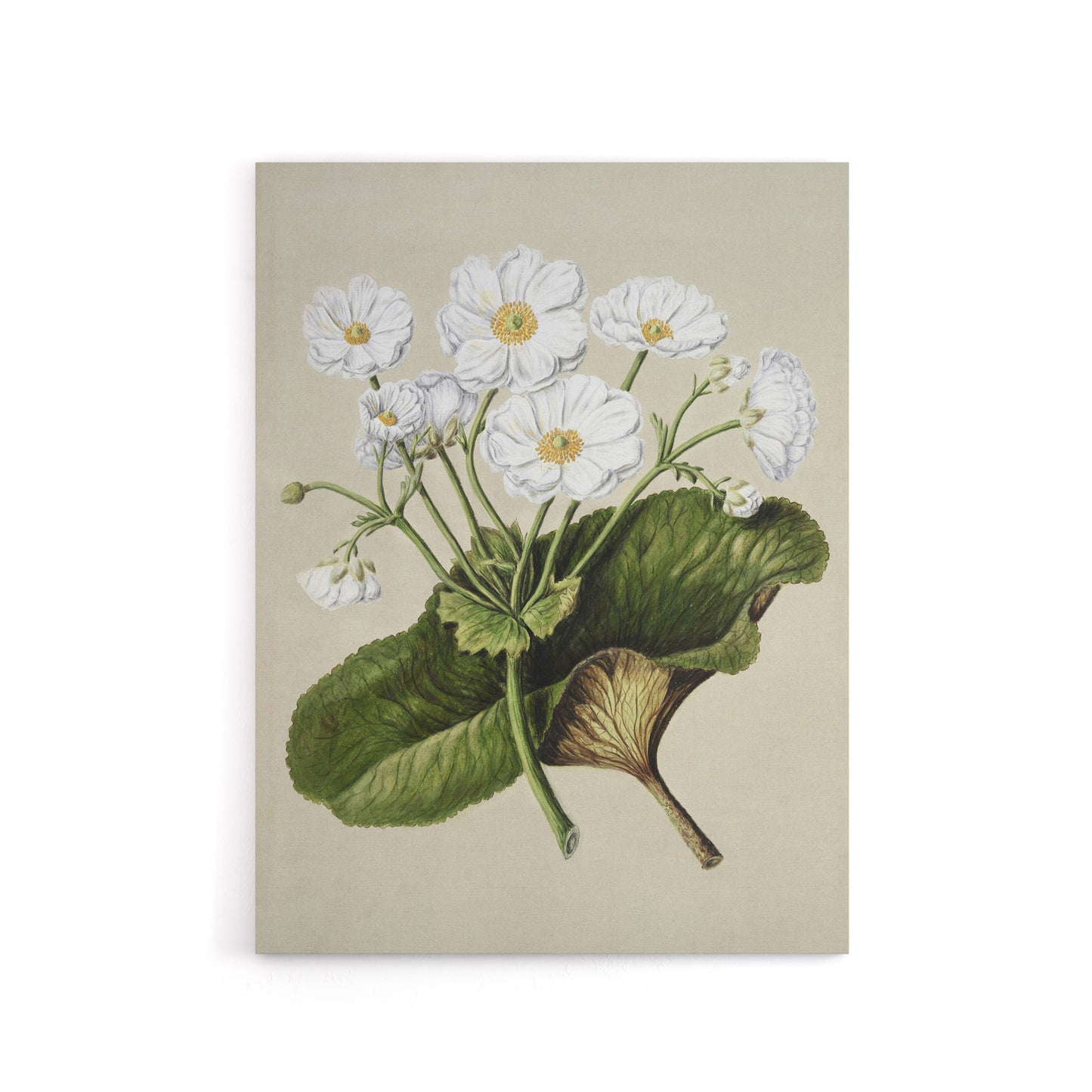 New Zealand Mountain Lily Flowers Featon Canvas Wall Art Print