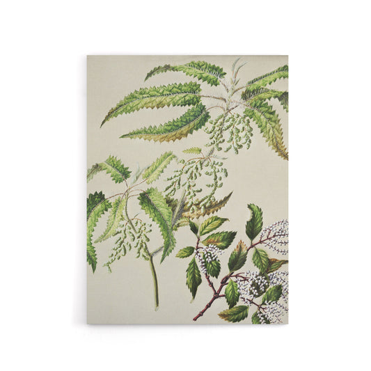 New Zealand Ongaonga Tree Nettle Plant Featon Canvas Wall Art Print