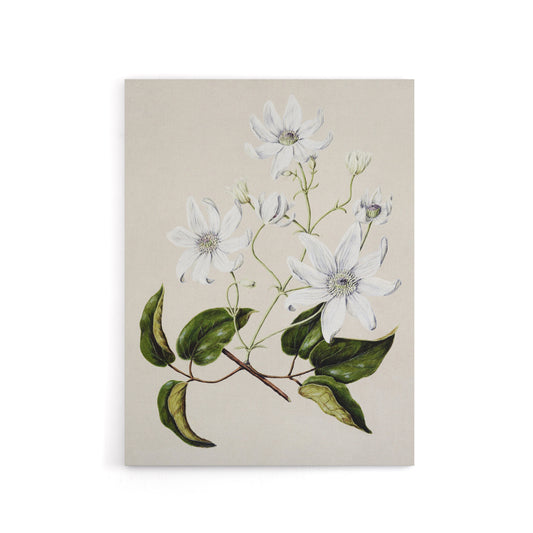 New Zealand Puawananga Clematis Flowers Featon Canvas Wall Art Print