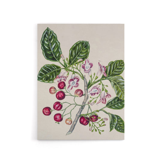 New Zealand Puriri Vitex Lucens Flowers Featon Canvas Wall Art Print