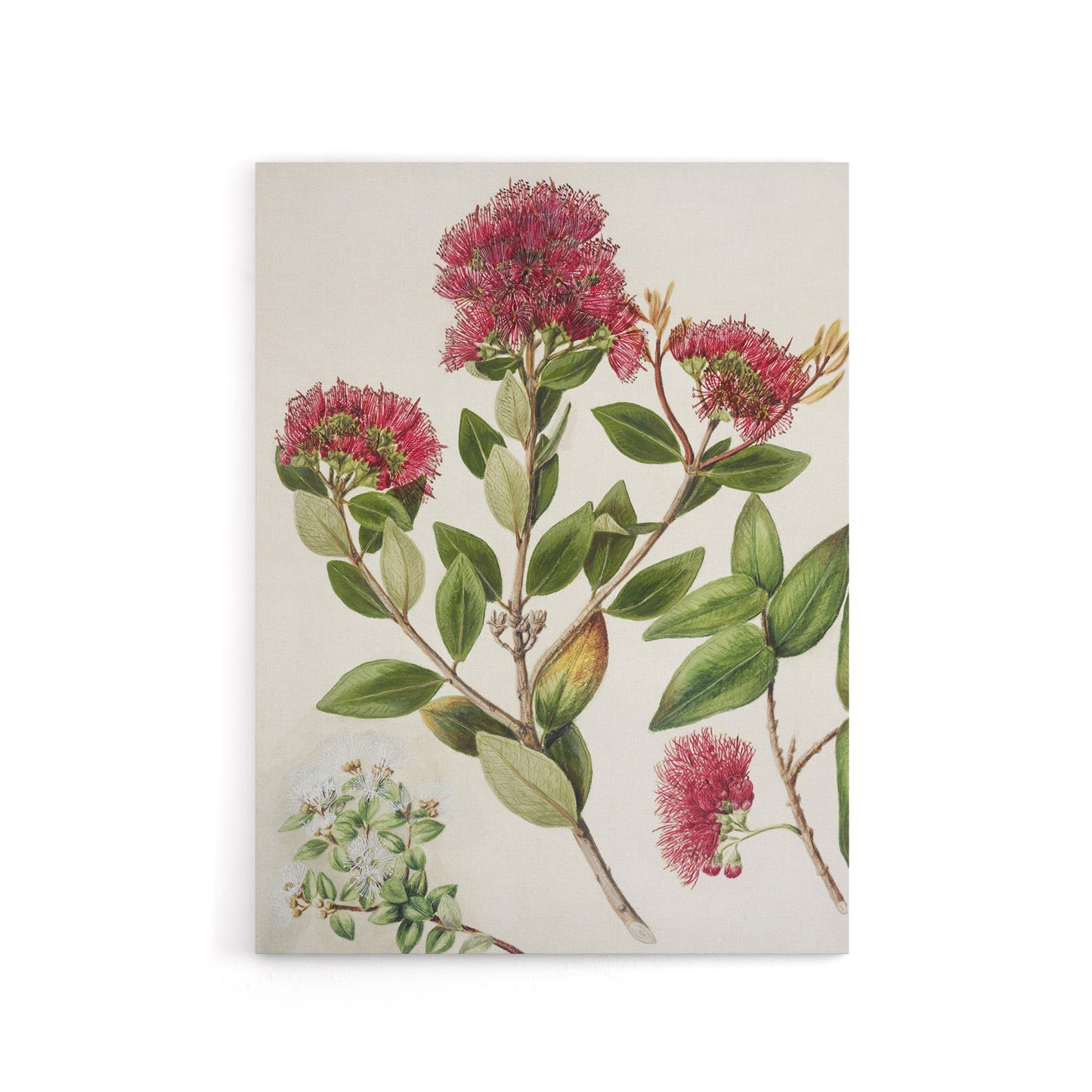 New Zealand Rata Flowers Illustration Featon Canvas Wall Art Print