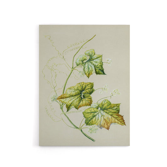 New Zealand Sicyos Australis Mawhai Plant Featon Canvas Wall Art Print