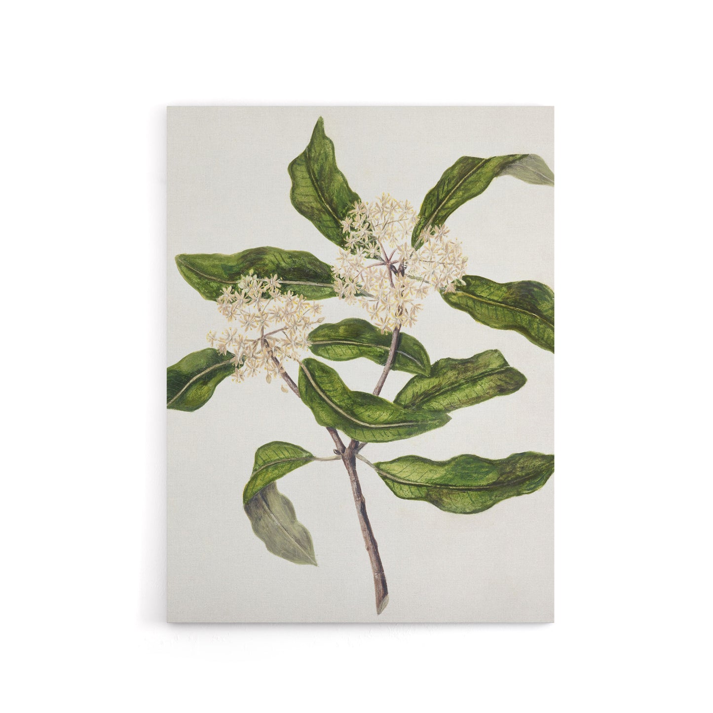 New Zealand Tarata Lemonwood Plant Featon Canvas Wall Art Print