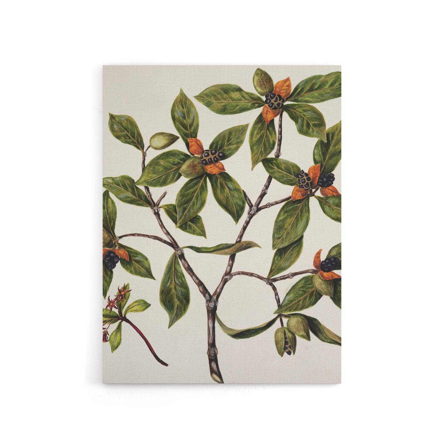 New Zealand Tawhiri Karo Plant Artwork Featon Canvas Wall Art Print