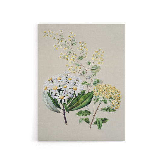 New Zealand Three Senecio Flower Species Featon Canvas Wall Art Print