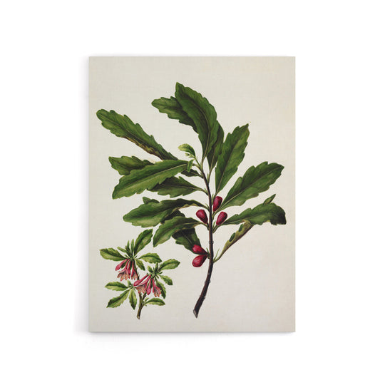 New Zealand Toropapa Flowering Plant Featon Canvas Wall Art Print