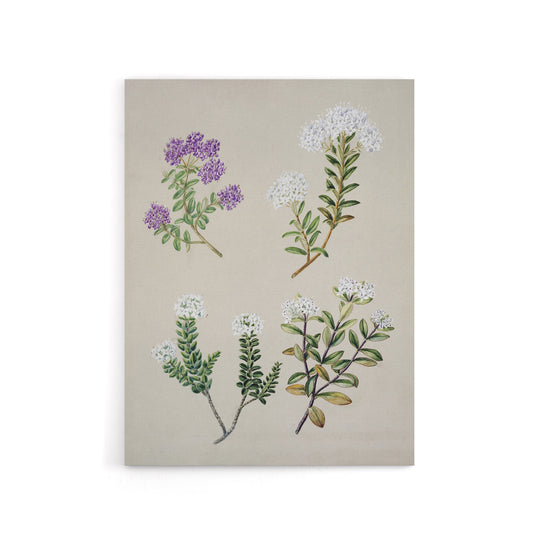New Zealand Four Veronica Flowering Plants Featon Canvas Wall Art Print