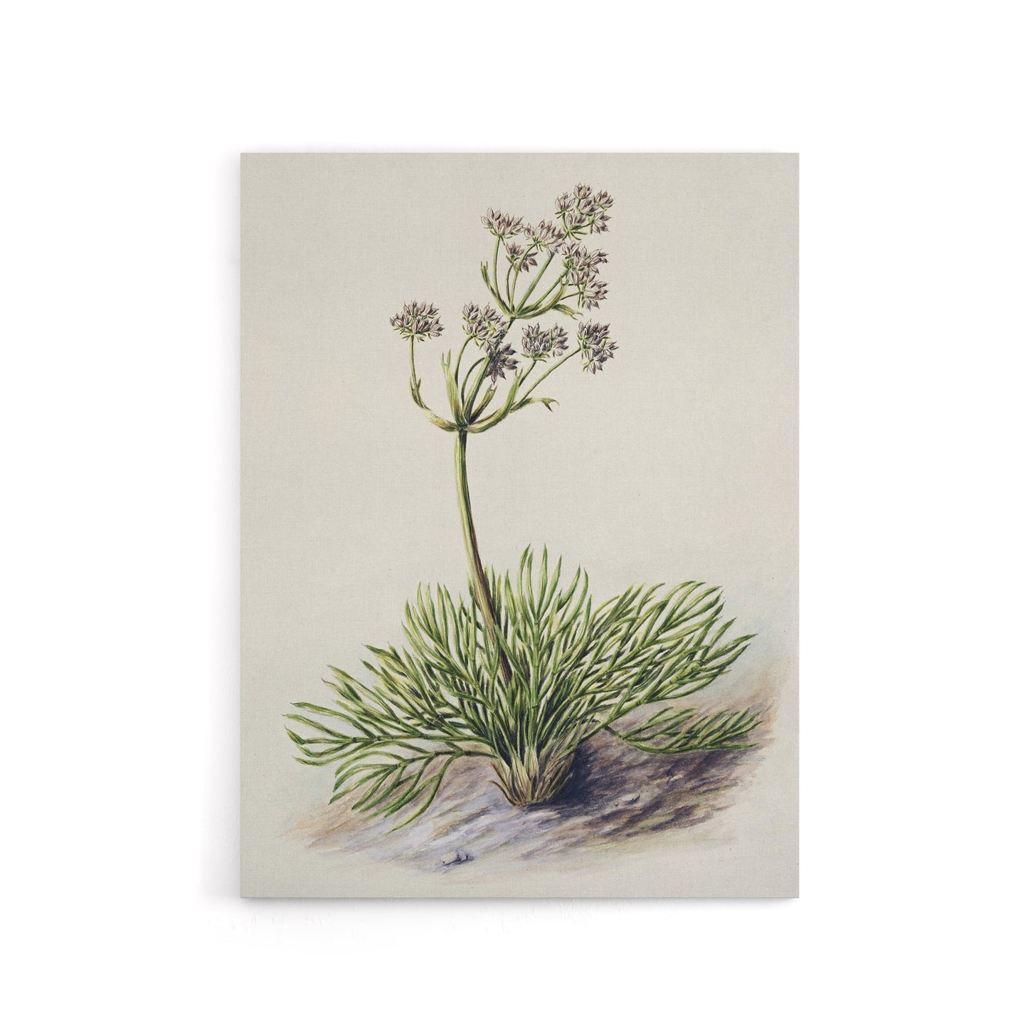 New Zealand Wild Spaniard Flower Featon Canvas Wall Art Print