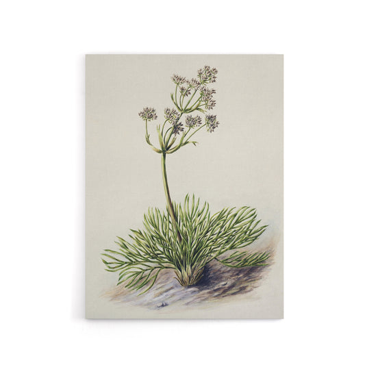 New Zealand Wild Spaniard Flower Featon Canvas Wall Art Print
