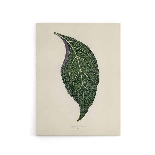 Vintage Botanical Nerve Plant Leaf Fawcett Canvas Wall Art