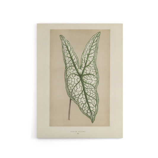Vintage Botanical Caladium Belleymel Leaf Fawcett Canvas Wall Art