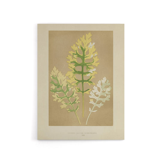 Vintage Botanical Dusty Miller Leaves Fawcett Canvas Wall Art